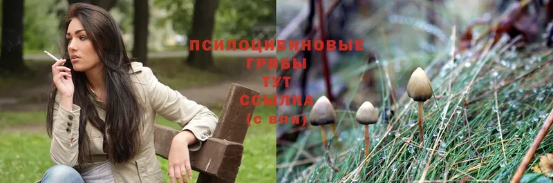 даркнет сайт  Дивногорск  Псилоцибиновые грибы Psilocybe 